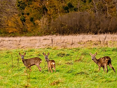 Historic Château d'Armainvilliers by Rothschild | €180M Luxury Estate